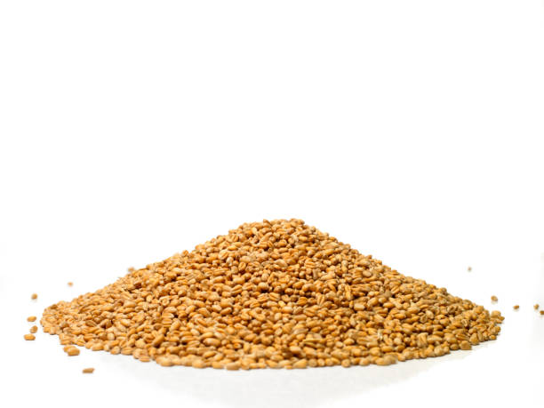 istock Pile of wheat 154959037