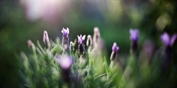 Lavender in late afternoon sun.