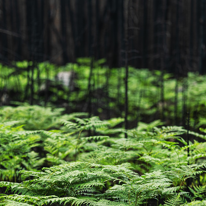 A carpet of green ferns return after a devastating wildfire.