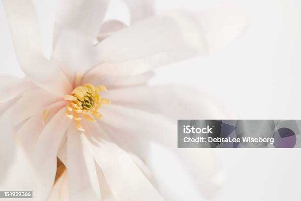 Eleganza - Fotografie stock e altre immagini di Magnolia - Magnolia, Sfondo bianco, Macrofotografia