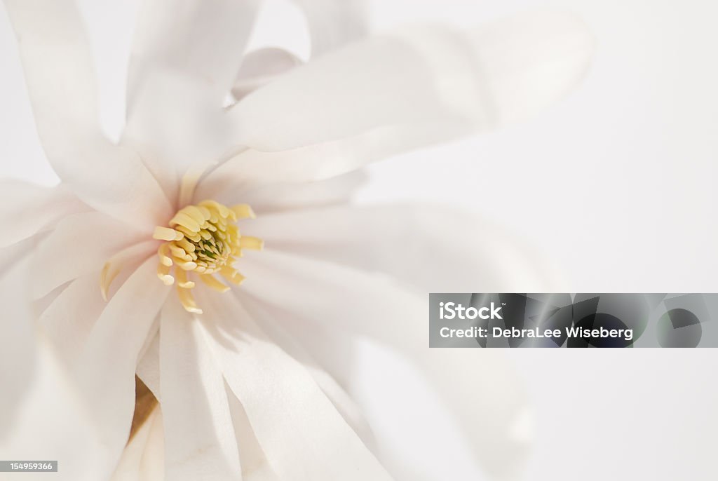 Elegancja - Zbiór zdjęć royalty-free (Magnolia)