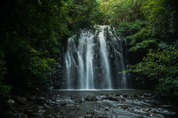 ellinjaa falls, atherton tablelands, queensland, - tropical rainforest waterfall rainforest australia zdjęcia i obrazy z banku zdjęć