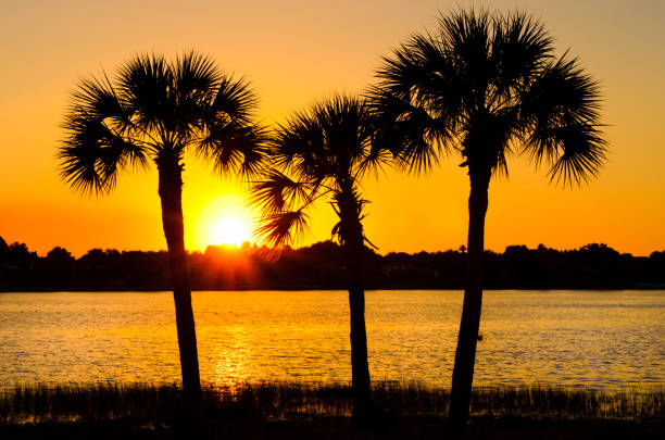 istock Sunset and Palm Trees on Scenic Lake 154959451