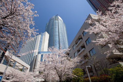 Cherry Blossom of　Roppongi Hills office building .Tokyo Japan