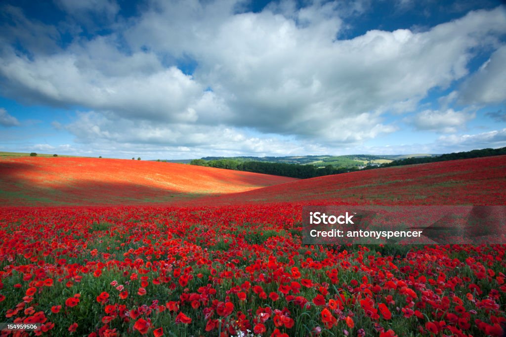 Été poppyfield - Photo de Wiltshire libre de droits