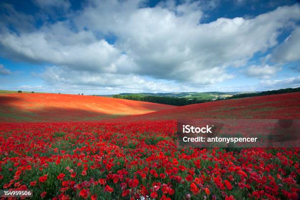 Estate Poppyfield - Fotografie stock e altre immagini di Wiltshire - Wiltshire, Hampshire, Paesaggio