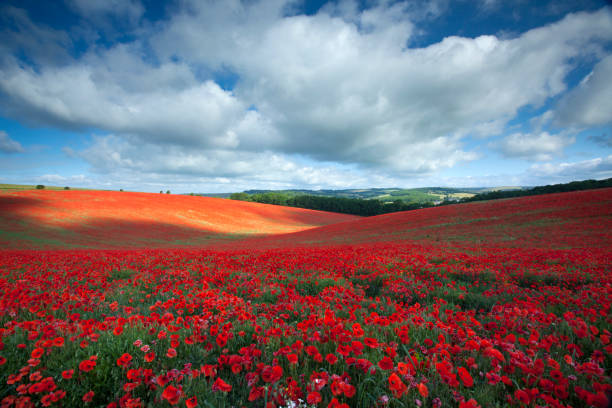 A field full of poppies on a spring day.