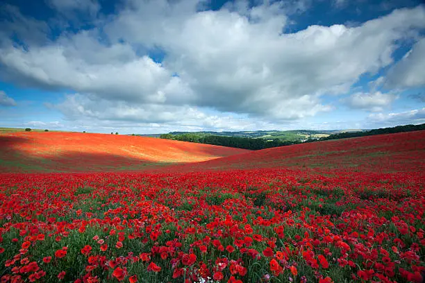 Sunlight breaks through the cumulous clouds to illuminate a section of a field of poppies, U.K