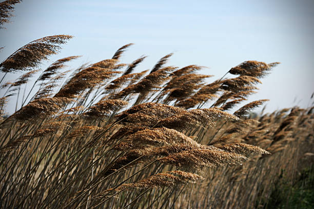 reeds im wind – Foto