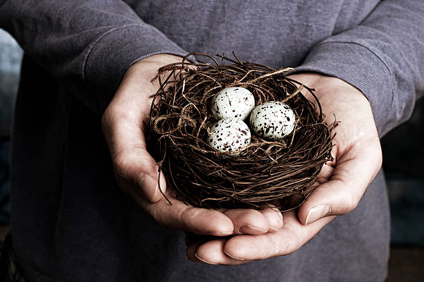 istock Bird's Nest Held Carefully 154959784