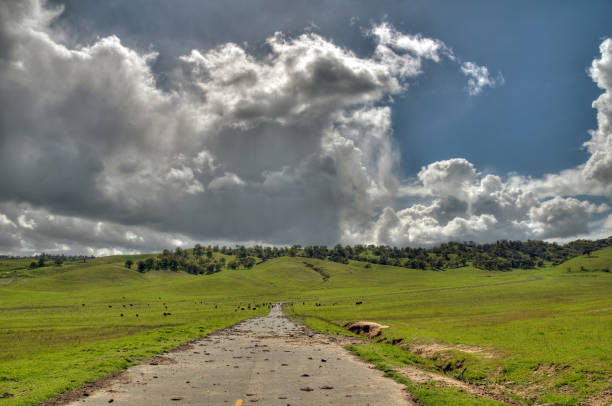 られた牛(hdr)road - oak tree tree grass hdr ストックフォトと画像