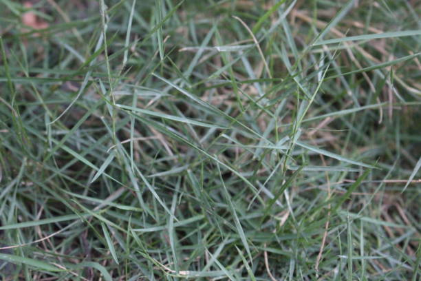 istock Weeds that start to dry after being treated with weed killer 1549598768