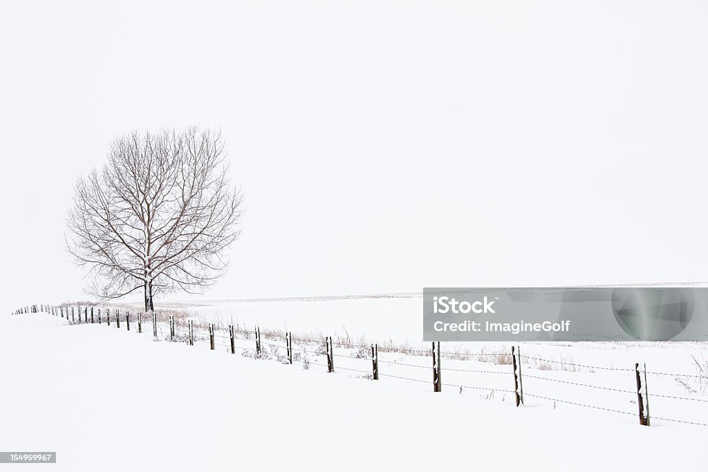 Après le Blizzard - Photo de Arbre libre de droits