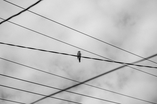 Australian bird on an electrical wire, black and white