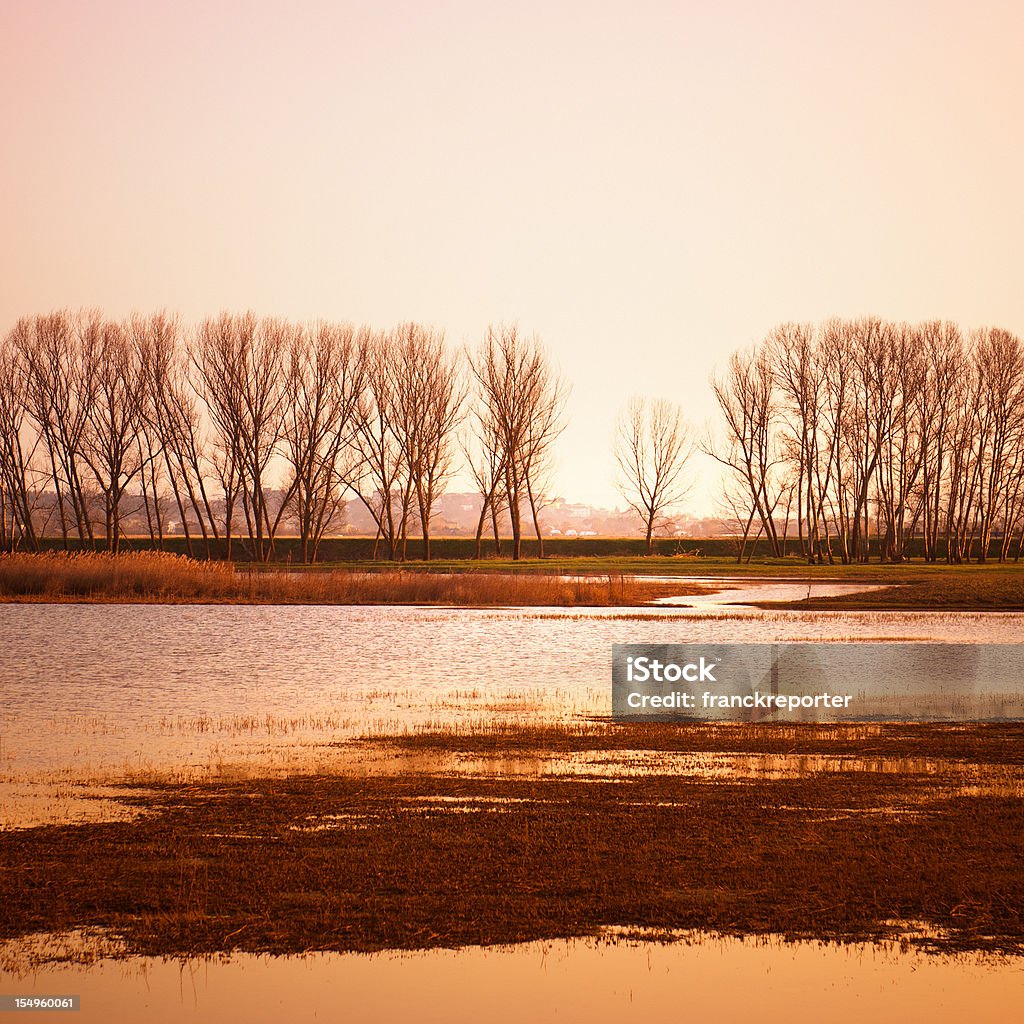 Gold de marais au coucher du soleil, la réflexion sur l'eau - Photo de Arbre libre de droits