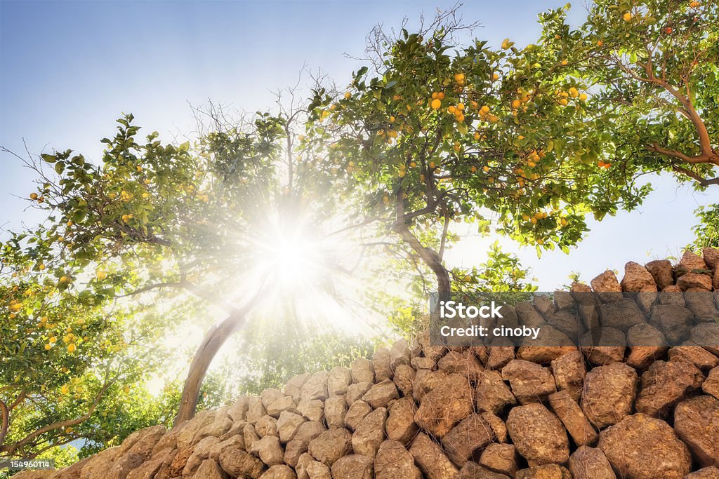 sunny des Citronniers - Photo de Mur de pierres libre de droits