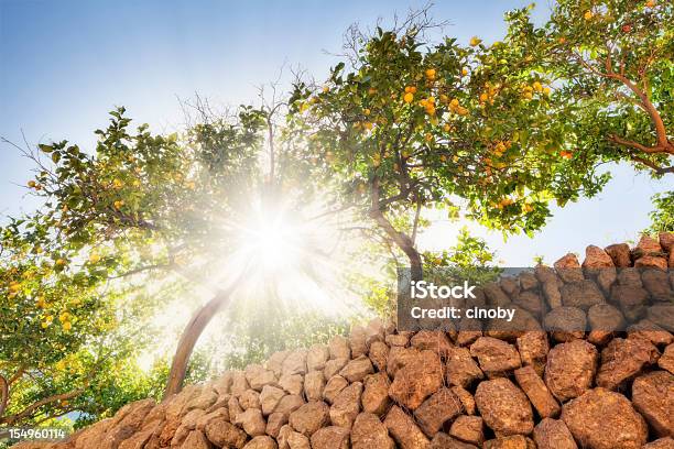 Photo libre de droit de Sunny Des Citronniers banque d'images et plus d'images libres de droit de Mur de pierres - Mur de pierres, Majorque, Verger