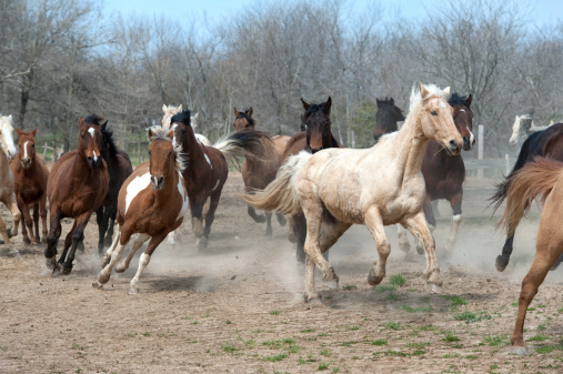 Free from their winter pens, multiple horses run toward spring grass. 