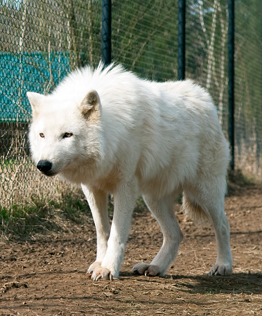 Arctic Wolf also called Pollar Wolf or White Wolf .