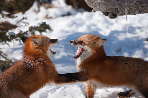 istock Playful red fox pups having by the den. 154960378