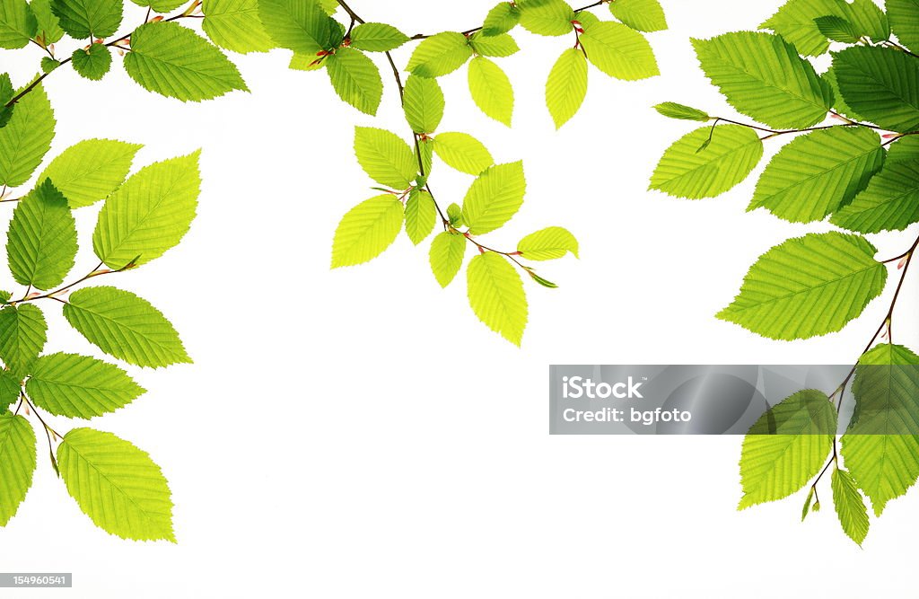신선한 녹색 잎 - 로열티 프리 나무 스톡 사진