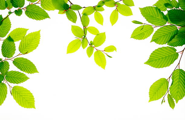 istock Branches of fresh green leaves on white bright background 154960541