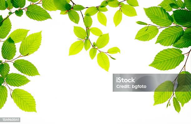 Świeże Zielone Liście - zdjęcia stockowe i więcej obrazów Białe tło - Białe tło, Drzewo, Neutralne tło