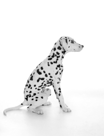 Alert Dalmatian puppy approximately 15 weeks old sitting nicely.