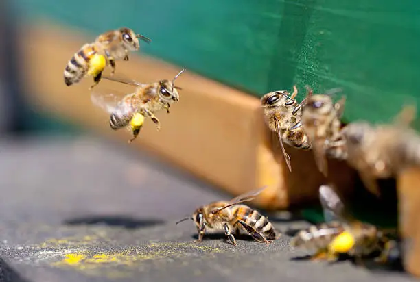 Honey Bees Flying Into Beehive Bringing Pollen