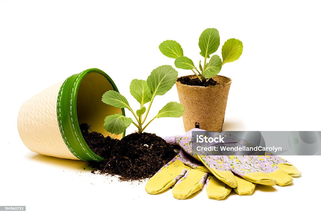 Ready for Planting Plants ready to be potted.  Shot in studio. White background. Agriculture Stock Photo