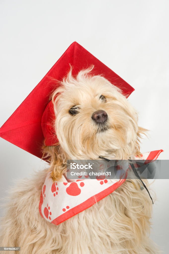 Cão da formatura - Foto de stock de Animal royalty-free