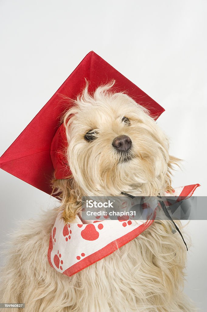 Выпускной собака - Стоковые фото Академическая шапочка роялти-фри