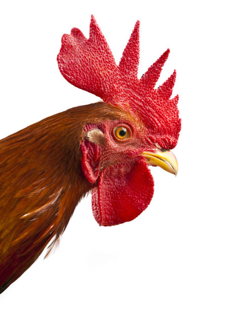istock young rooster portrait 154960856