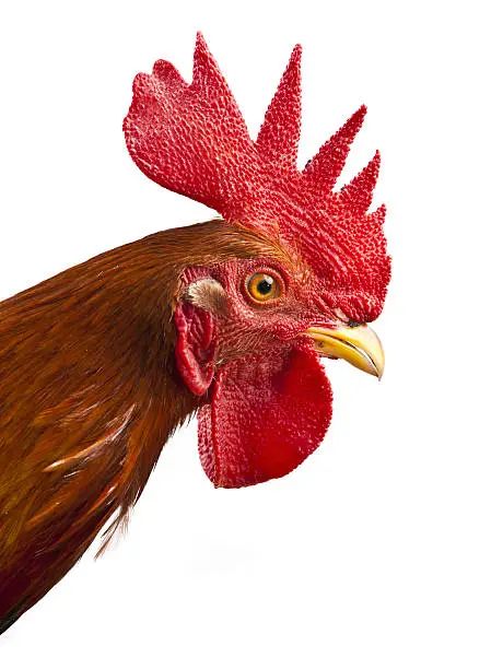 Photo of young rooster portrait