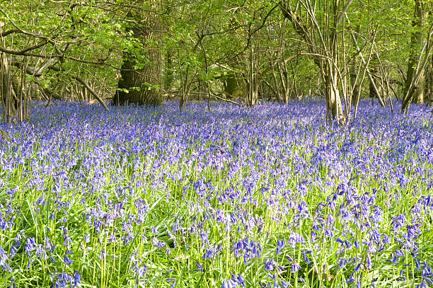 istock Bluebells in a wood 154960905