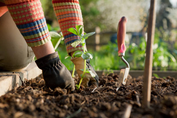 Gardener Planting On Broad Bean Plants Woman gardener firming in a broad bean plant in a raised bed on an allotment. community garden stock pictures, royalty-free photos & images