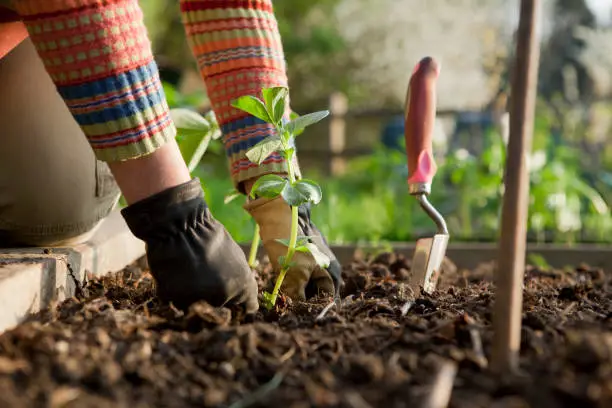 Woman gardener firming in a broad bean plant in a raised bed on an allotment.