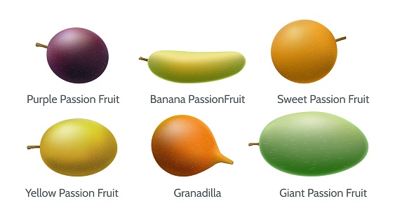 Passion fruit variety. Purple banana sweet yellow granadilla giant passions fruits closeup, delicious juice realistic fresh healthy red orange green isolated passionfruits