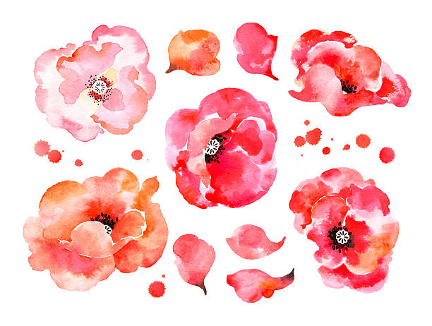 ilustrações, clipart, desenhos animados e ícones de bela aquarela poppies - oriental poppy