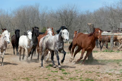 Horses race from an enclosed corral to open pasture. 
