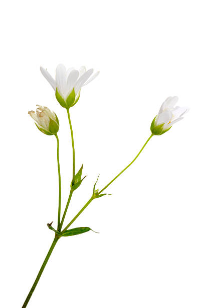 istock Lesser Stitchwort Flower Isolated On White 154961500