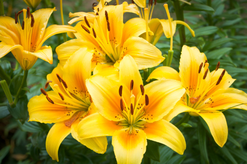 Raindrops cover a Daylily flower after a shower.  This photograph was taken in Montreal in the summer.  The stamens of this flower reach out for the sky.