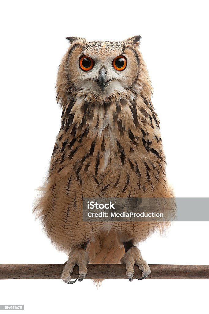 African Eagle Owl - Royalty-free Uil Stockfoto