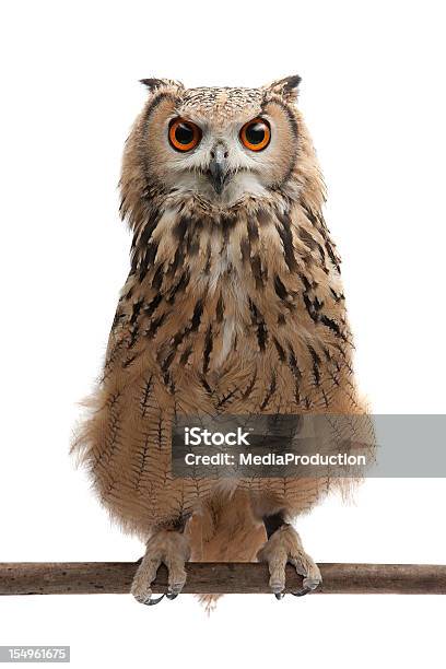 African Eagle Owl Stockfoto en meer beelden van Uil - Uil, Frontaal, Witte achtergrond