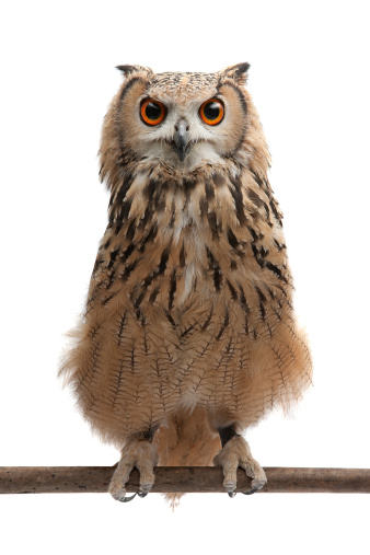 Young African Eagle Owl