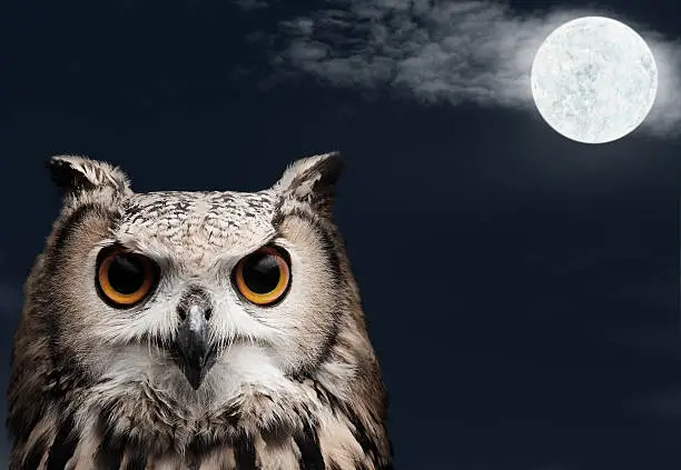 Photo of African Eagle Owl