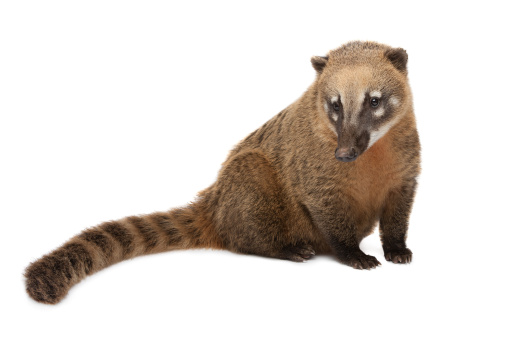 Coati mundi isolated on white. It is a mammal from raccoon family, native to south/central america.