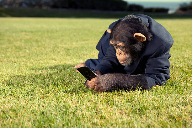 enviar un texto - telephone chimpanzee monkey on the phone fotografías e imágenes de stock