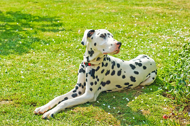 istock Dalmatian in garden 154961841