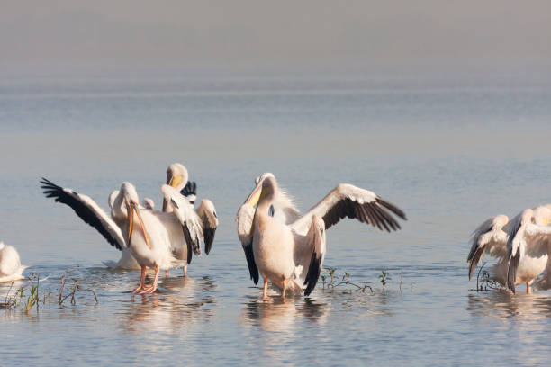 istock White Pelicans of Africa 154961960